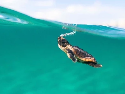 Plaukimas laivu į Vėžlių paplūdimį Beldibio