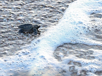 Kemer turtles beach boat trip