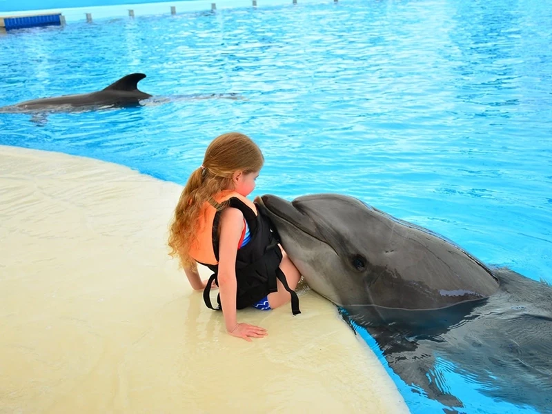 Плавание с дельфинами в Кемере