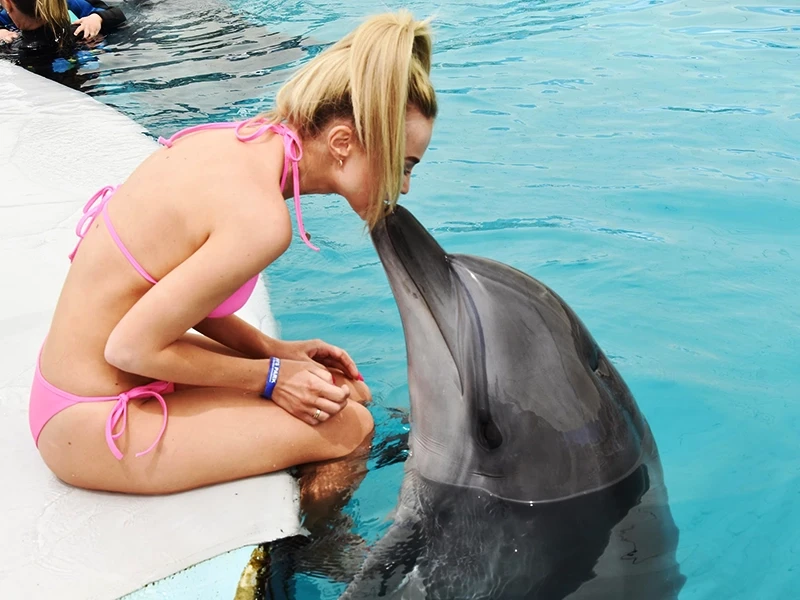 Плавание с дельфинами в Кемере