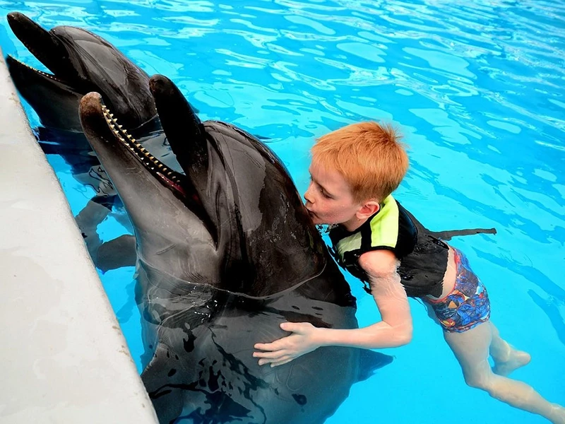 Плавание с дельфинами в Кемере