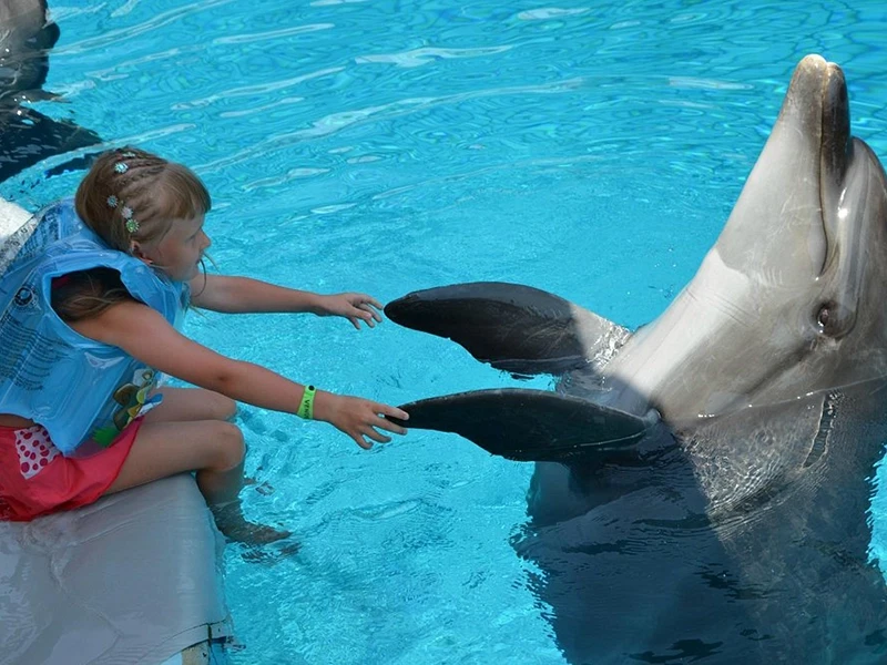 Плавание с дельфинами в Кемере