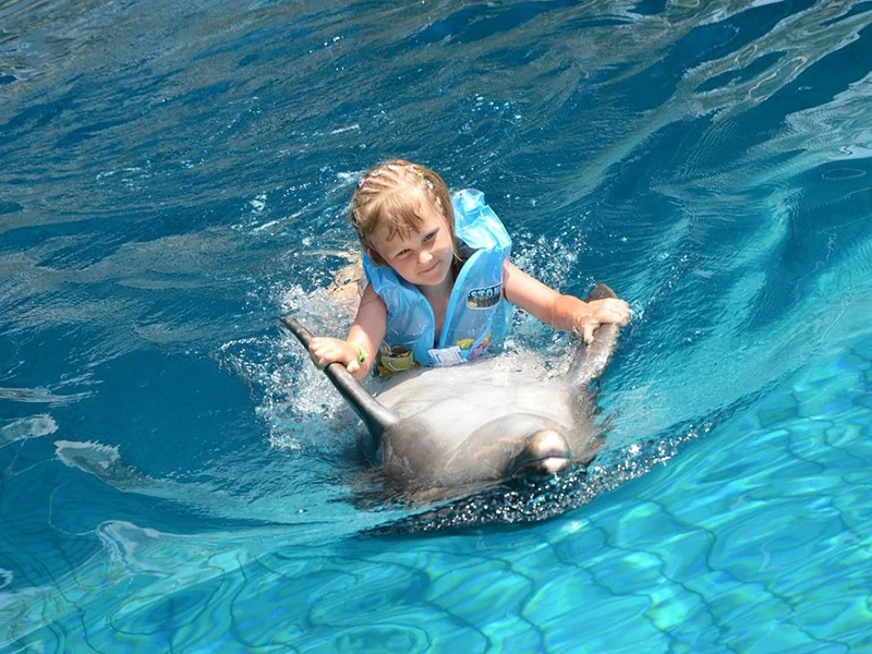 Плавание с дельфинами в Кемере