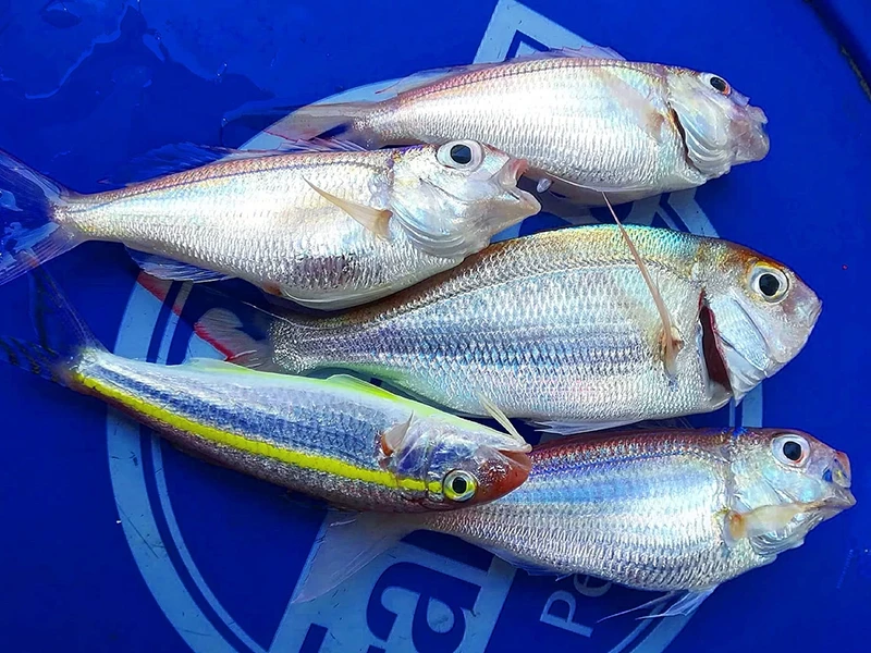 Beldibi fishing tour