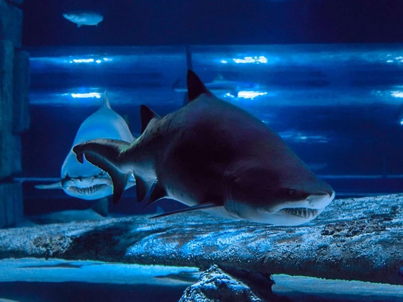 Antalya Aquarium tour from Beldibi