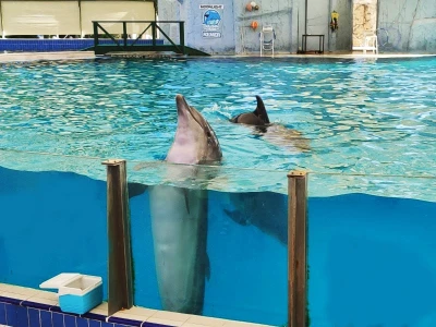 Delfinarium w Beldibi