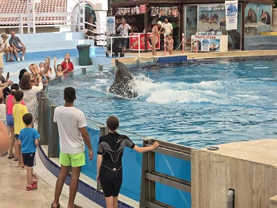 Dolphin show in Kemer