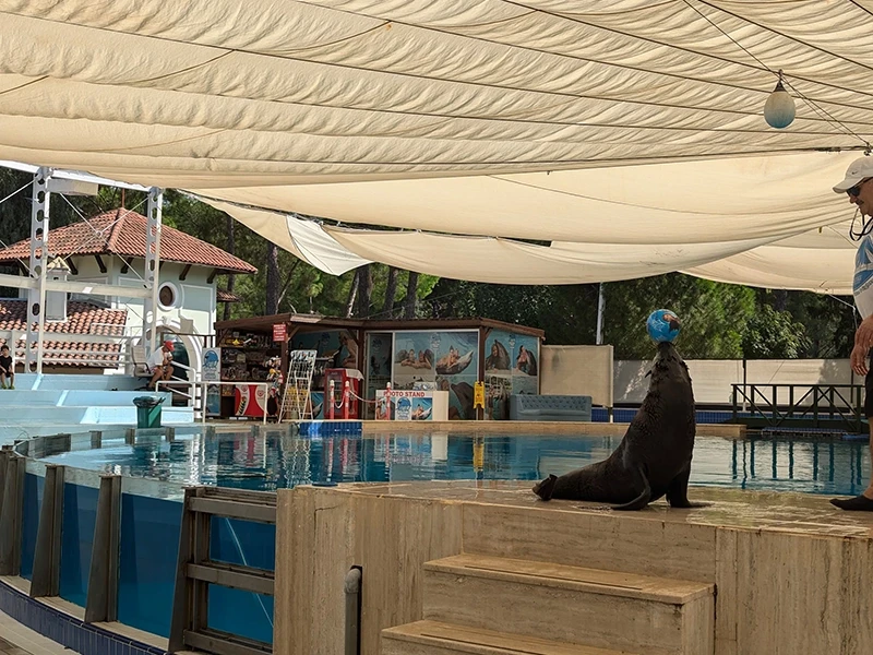 Dolphin show in Beldibi