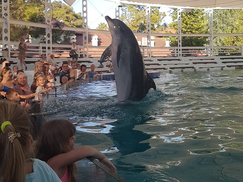 Dolphin show in Beldibi