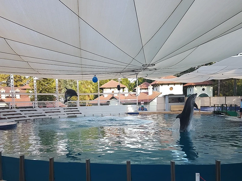 Dolphin show in Beldibi