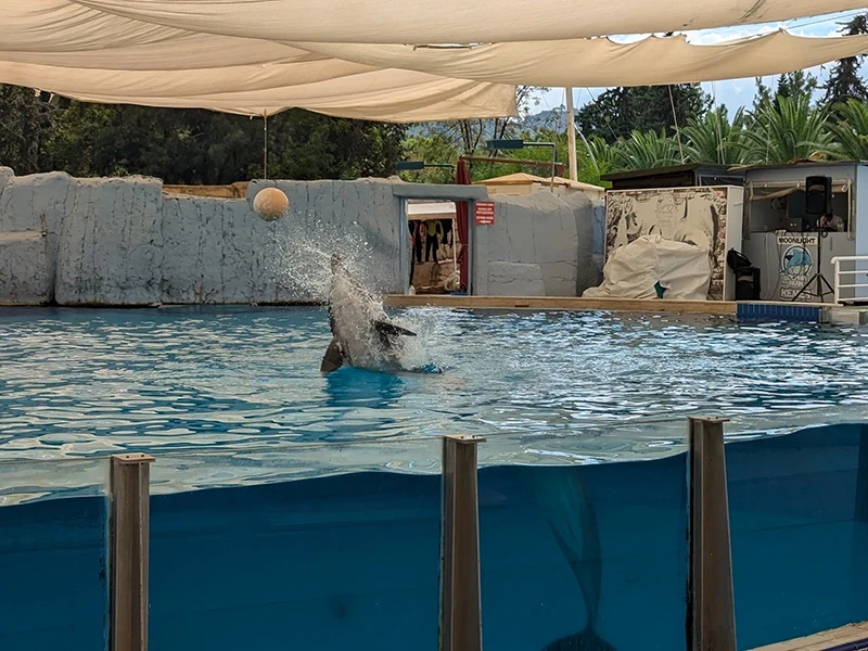 Dolphin show in Beldibi