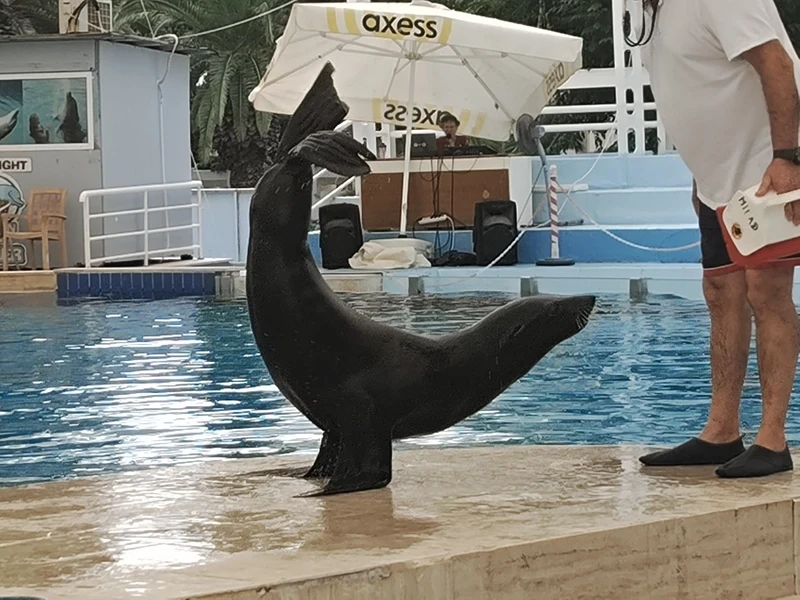 Dolphin show in Beldibi